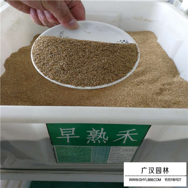 早熟禾種子(圖2)