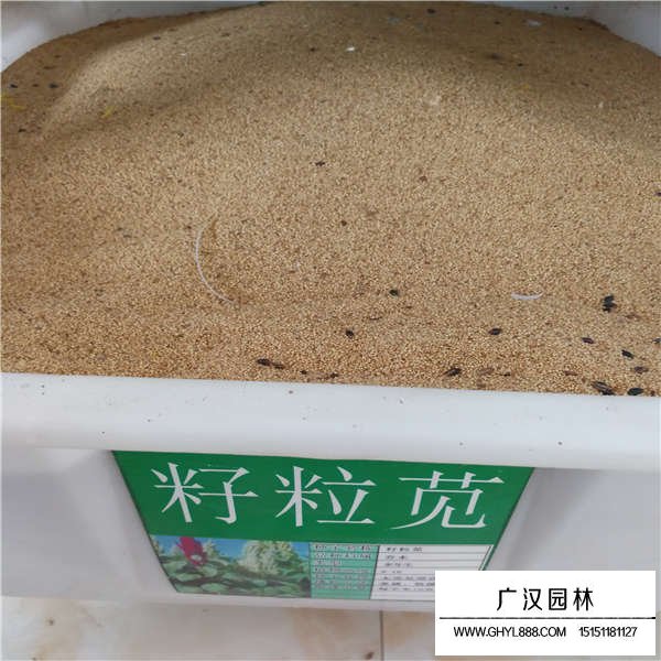 籽粒莧種子(圖1)