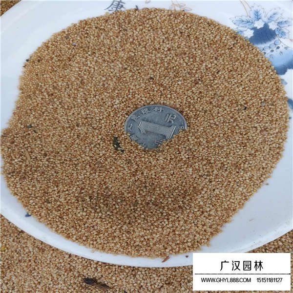 籽粒莧種子(圖2)