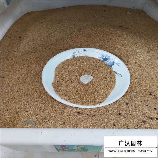 籽粒莧種子(圖3)