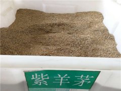 紫羊茅種子