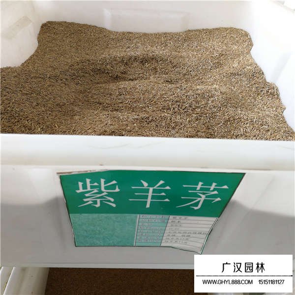 紫羊茅種子(圖1)