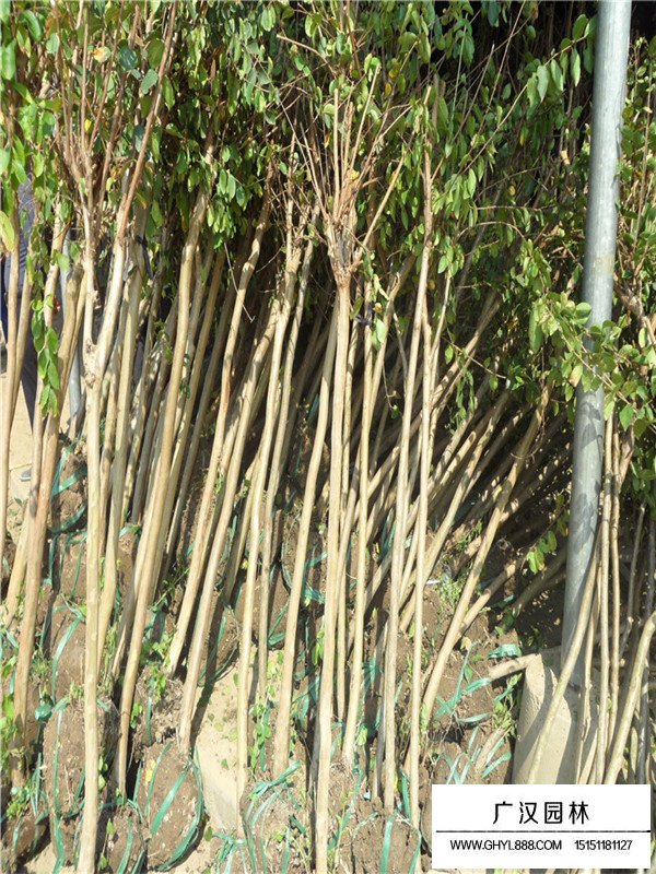 紫薇樹價格(圖2)