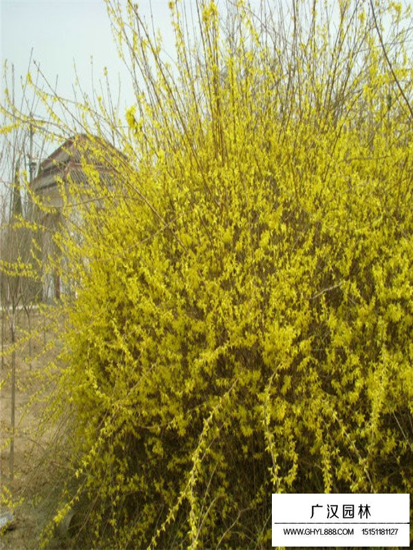 叢生連翹是藥材嗎？(圖3)