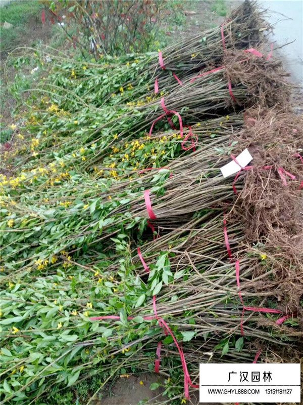 叢生連翹是中藥材嗎？(圖3)