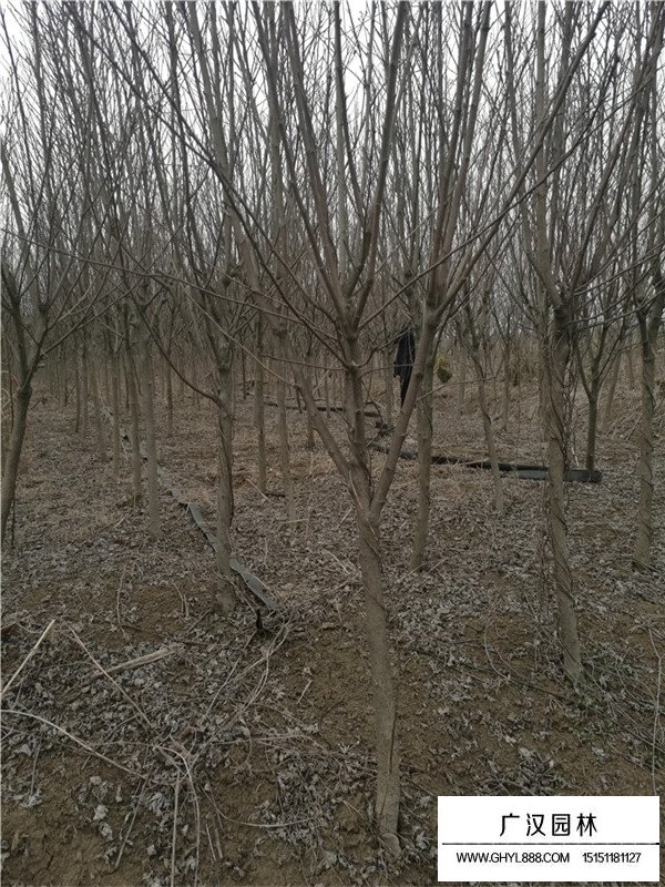 獨(dú)桿木槿價(jià)錢是多少？(圖2)