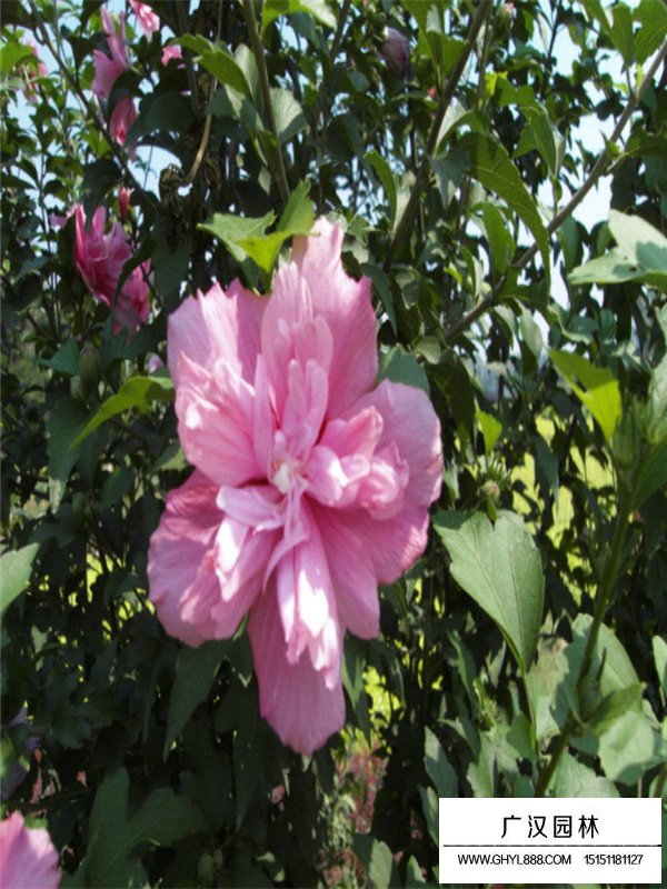 木槿花的價(jià)格是多少？(圖3)