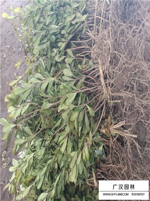 海桐苗有什么功效(圖2)