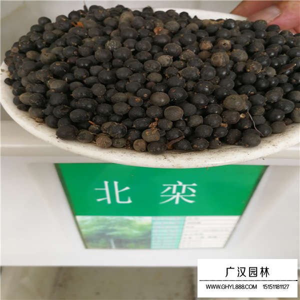 北欒種子多少錢一斤(圖1)