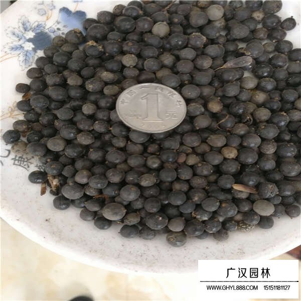北欒種子多少錢一斤(圖3)