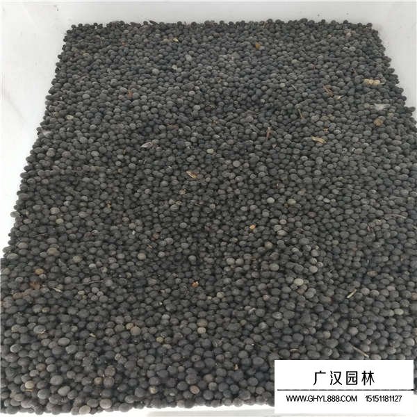 北欒種子哪里有賣的(圖2)