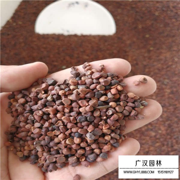 馬蘭花種子多少錢一斤(圖3)