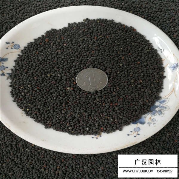 滿天星種子多少錢一斤(圖2)