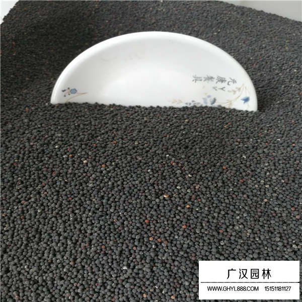 滿天星種子多少錢一斤(圖3)