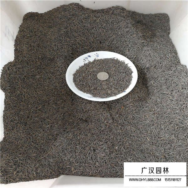 波斯菊種子多少錢一斤(圖3)