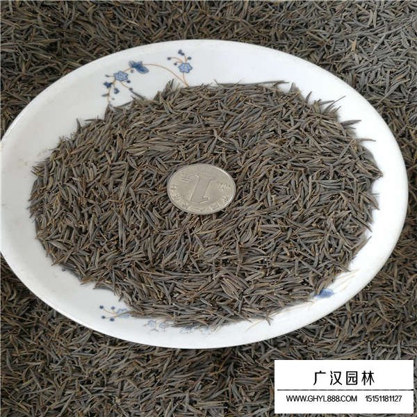 波斯菊種子價格是多少(圖2)