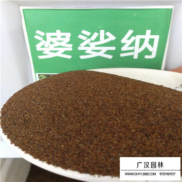 哪里能買到婆婆納的種子(圖3)