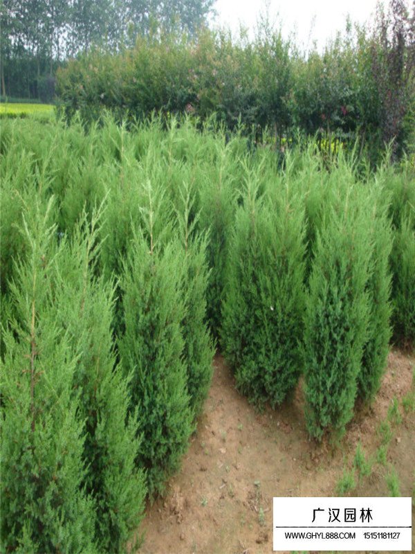 圓柏樹(shù)價(jià)格(圖1)