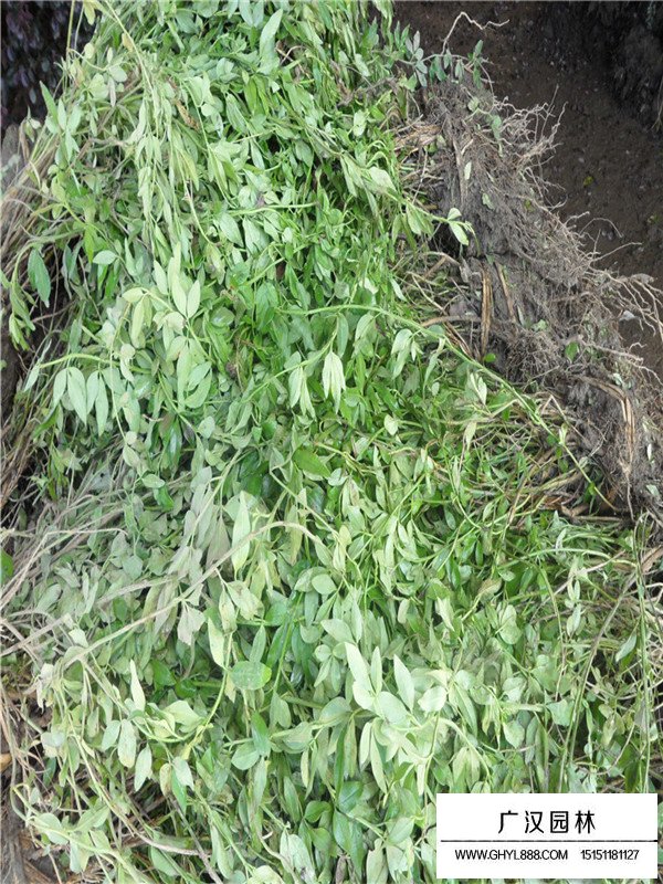 云南黃馨的栽培要點(diǎn)(圖1)