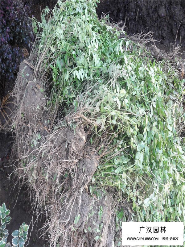 云南黃馨的栽培要點(diǎn)(圖3)