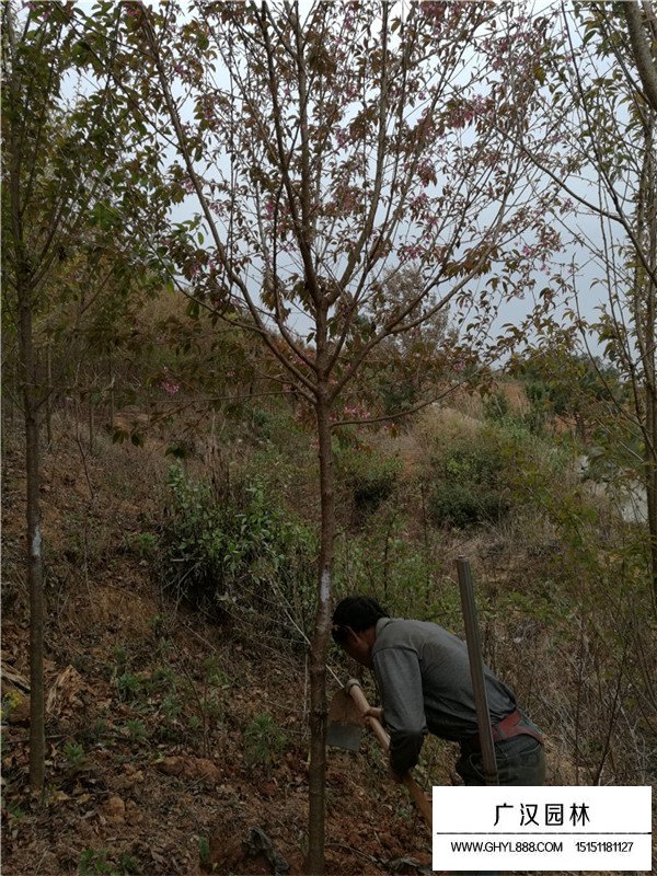 云南櫻花價(jià)格(圖1)