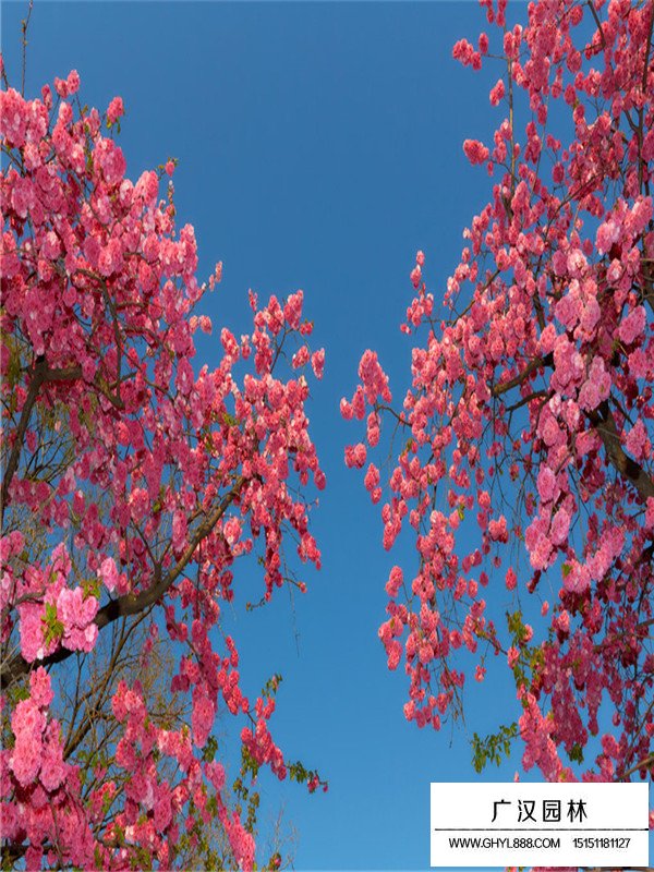 云南櫻花價(jià)格(圖3)