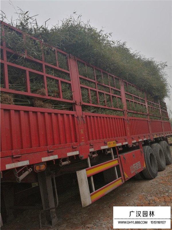 早園竹價格(圖1)