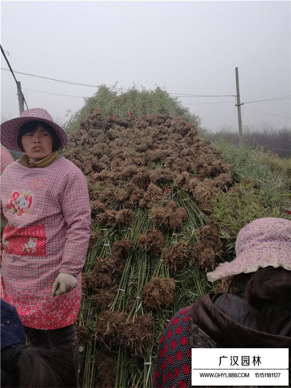 早園竹價格(圖3)