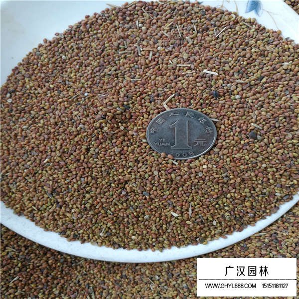 草木樨種子多少錢一斤(圖2)