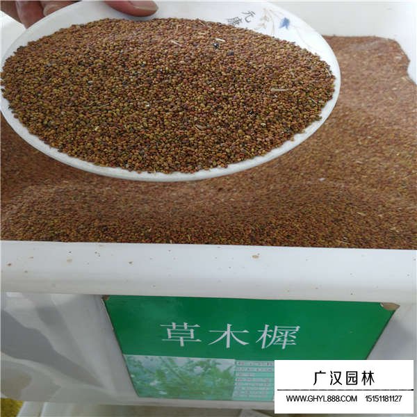 草木樨種子價(jià)格是多少(圖1)