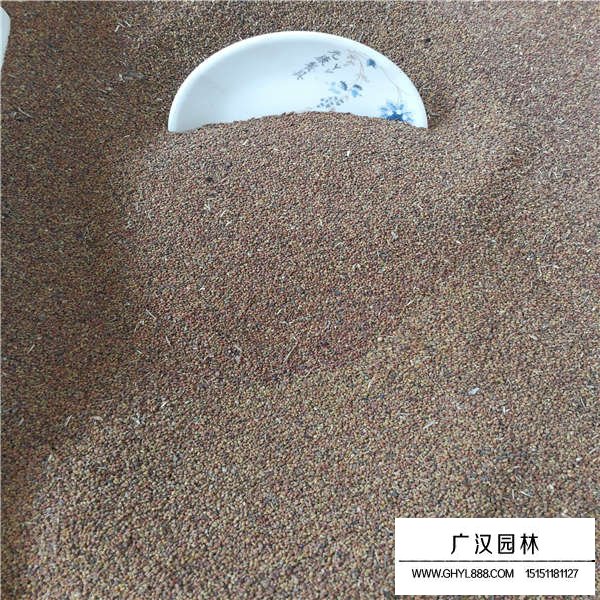 草木樨種子哪里有賣的(圖3)