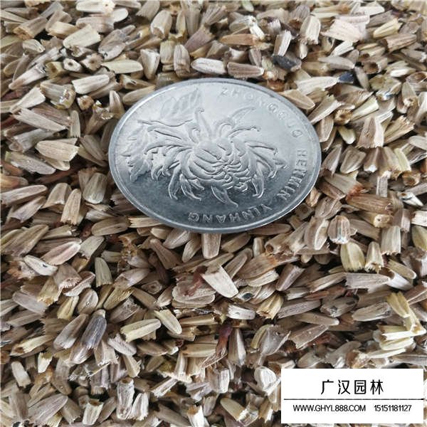 草原松果菊種子多少錢(圖2)