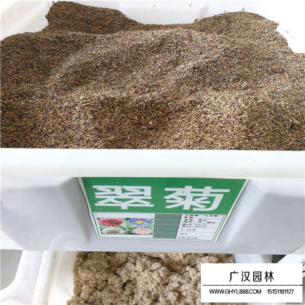 翠菊種子種植技術(shù)(圖1)