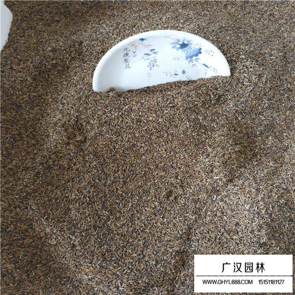 翠菊種子種植技術(shù)(圖3)