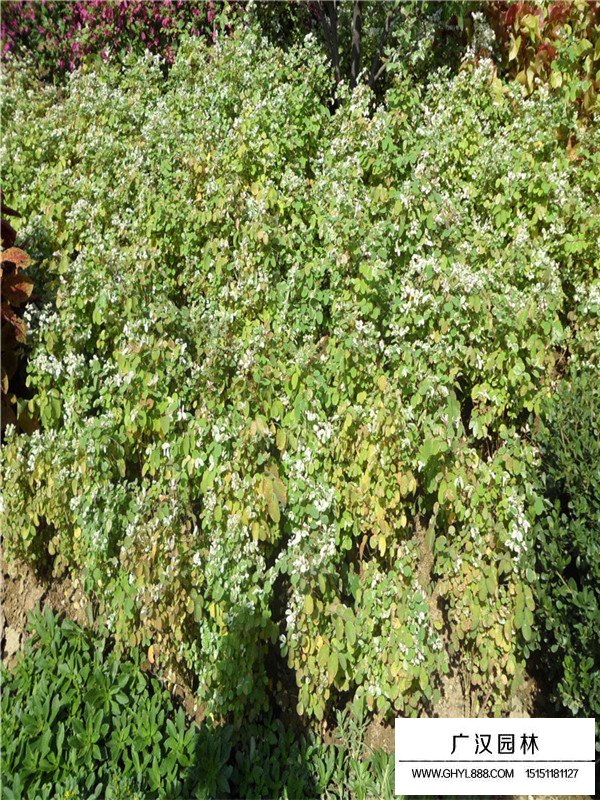 珍珠梅產(chǎn)地(圖1)