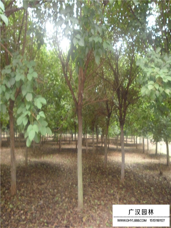 重陽木小苗(圖2)