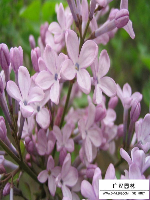 紫丁香價(jià)格(圖3)