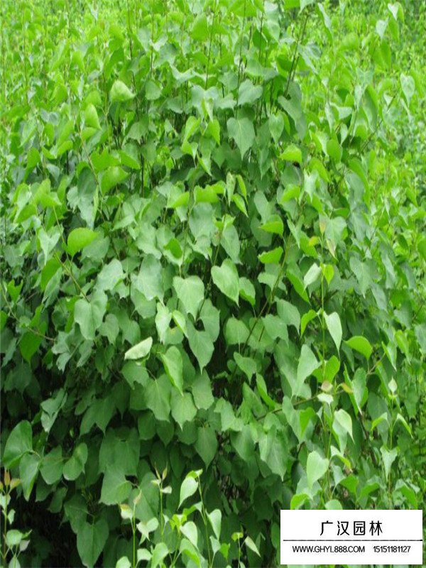 紫丁香小苗(圖1)