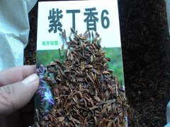 紫丁香種子