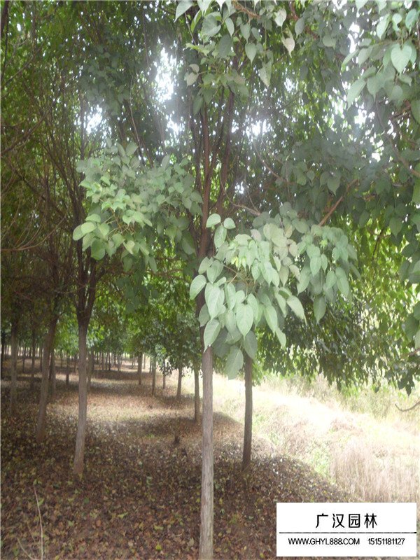 重陽木基地(圖1)