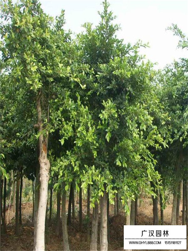 重陽木基地(圖3)