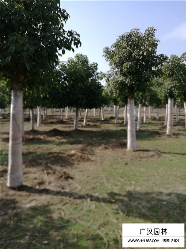 重陽(yáng)木價(jià)格(圖2)