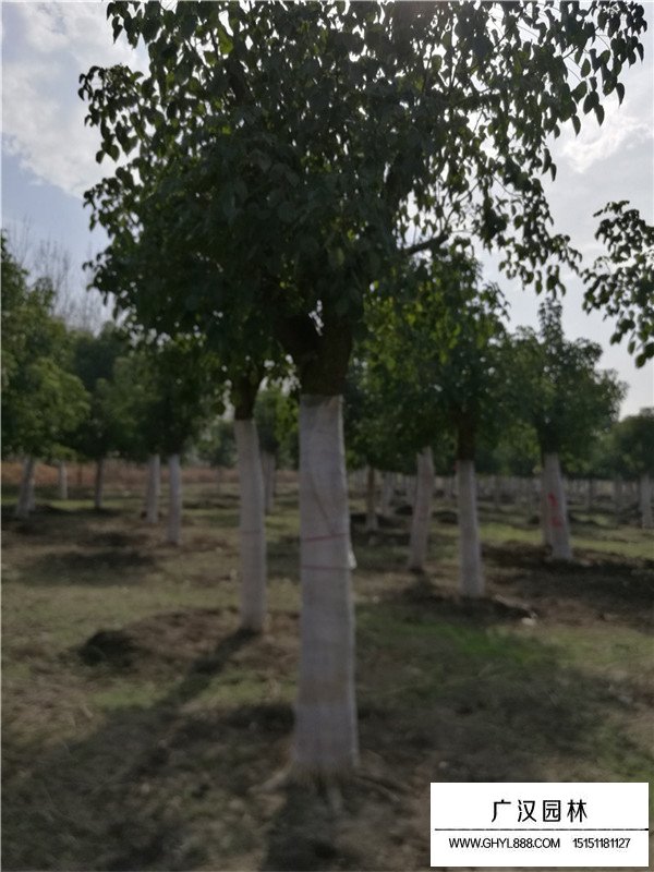 重陽(yáng)木價(jià)格(圖3)