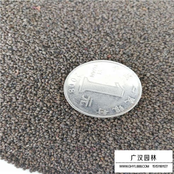 大花剪秋蘿種子價格(圖3)