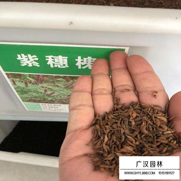 紫穗槐種子(圖1)