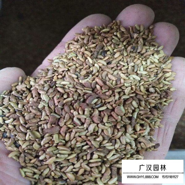 紫穗槐種子(圖3)