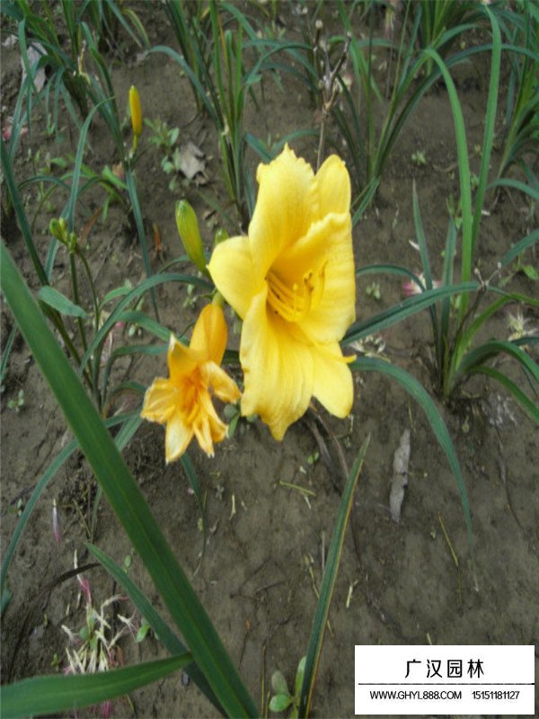 大花萱草有種子嗎(圖3)