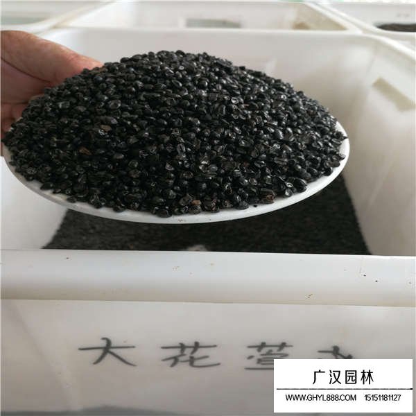 大花萱草種子多少錢一斤(圖1)