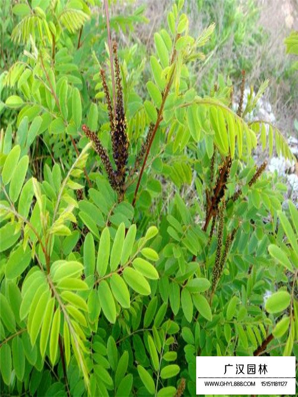 紫穗槐價(jià)格(圖2)