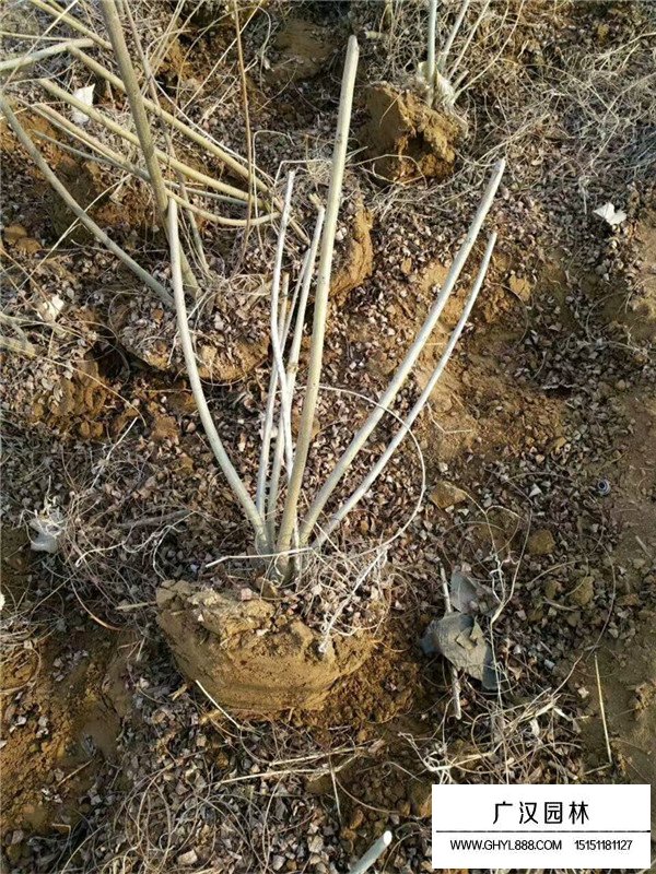 紫穗槐價(jià)格(圖3)